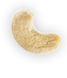 Cashew